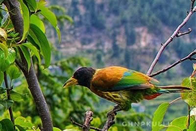 Great Himalayan National Park